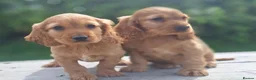 Cocker Spaniel dogs for sale: Cocker spaniel puppies  - Advert 1