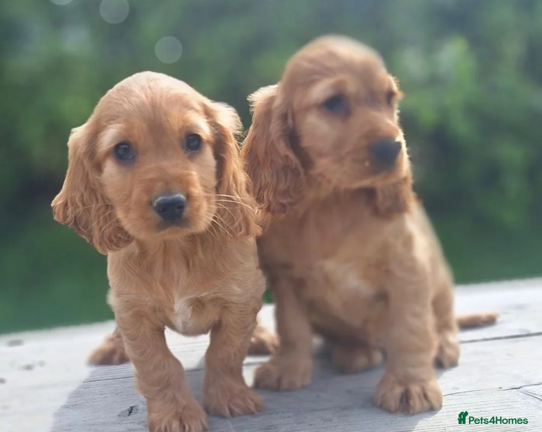 Cocker Spaniel dogs for sale: Cocker spaniel puppies  - Advert 1