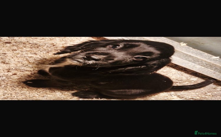 Cocker Spaniel dogs Beautiful Cocker Spaniel Puppies  - Advert 15