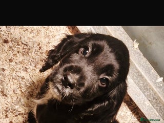 Cocker Spaniel dogs Beautiful Cocker Spaniel Puppies - Advert 2