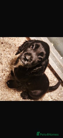 Cocker Spaniel dogs Beautiful Cocker Spaniel Puppies - Advert 15