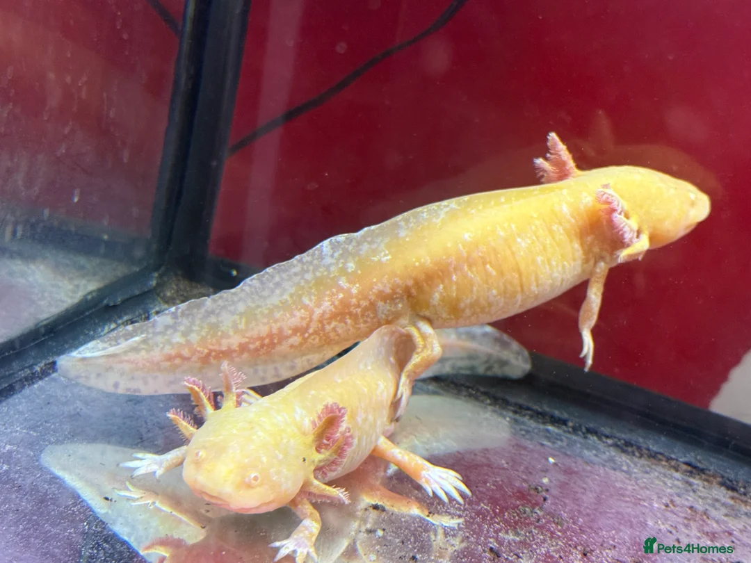 Other/Mixed Breed fish for sale: Axolotls  - Advert 1