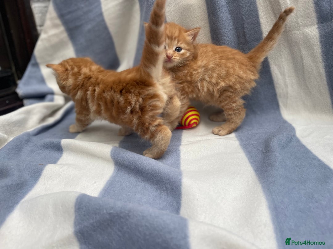 Domestic Shorthair cats for sale: Gorgeous kittens for sale  - Image 9