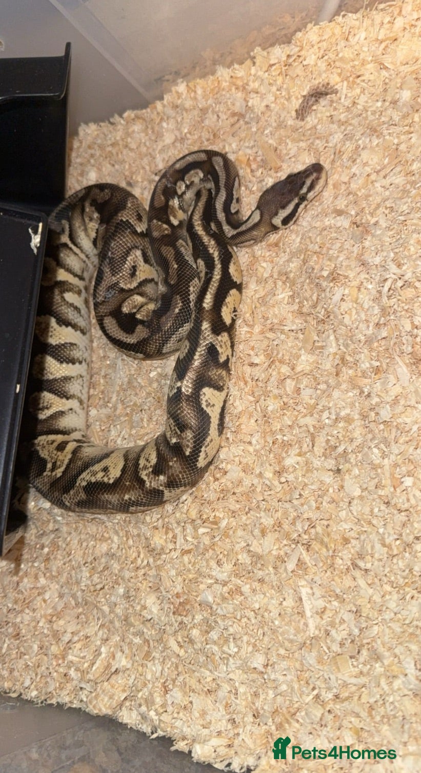 Python Snake reptiles Phantom Leo pastel  - Advert 1