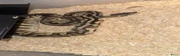 Python Snake reptiles for sale: Phantom Leo pastel  - Advert 1