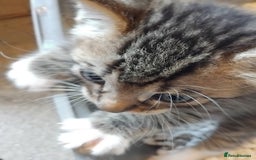 Mixed Breed cats for sale: Lovely Bengal x kittens for sale. - Advert 2