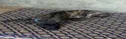 Lurcher dogs for sale: Stunning Brindle Lurcher Puppies  - Advert 2