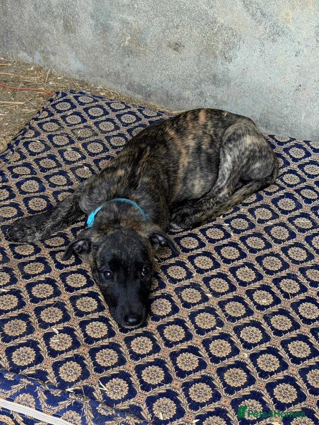 Lurcher dogs for sale: Stunning Brindle Lurcher Puppies  - Advert 2