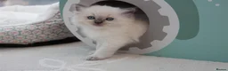Ragdoll cats for sale: GCCF Reg Ragdoll Kittens – Outstanding GrCh Lines in Droitwich - Advert 5