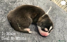 Mixed Breed dogs for sale: Malamute x Alaskan Shepherd Litter - Image 3
