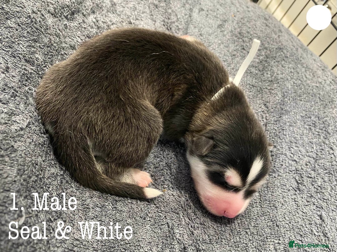 Mixed Breed dogs for sale: Malamute x Alaskan Shepherd Litter - Image 3