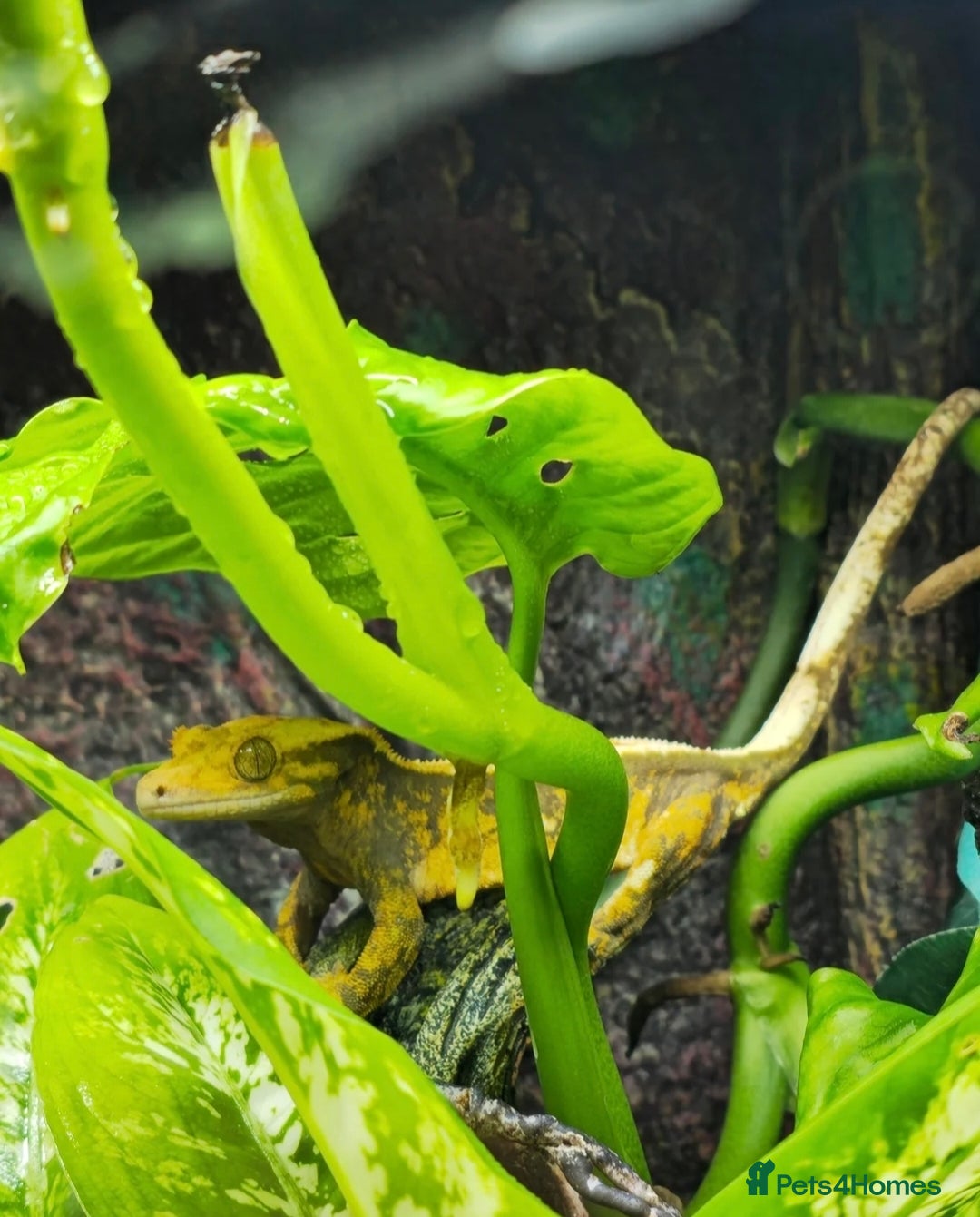 Gecko reptiles for sale: 2x Crested Geckos & Setup (1 male 1 female) - Image 2