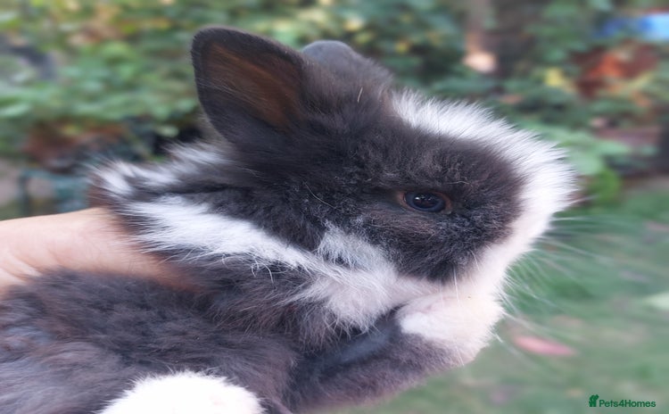 Angora rabbits - Advert 2