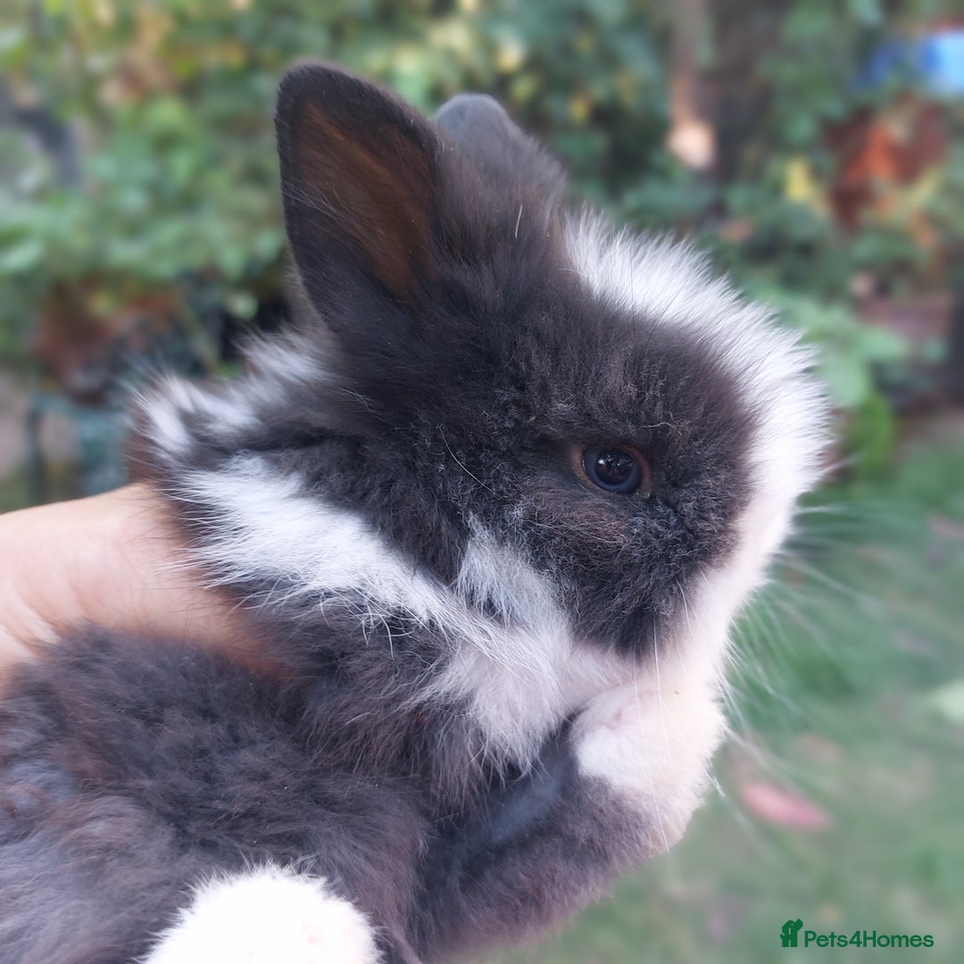 Angora rabbits for sale: STUNNING TEDDYWIDDER BABIES  - Image 5