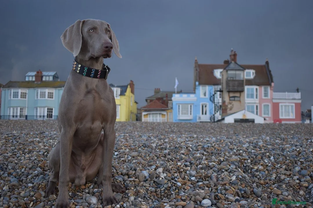 Weimaraner dogs for stud: 🔥super stud🔥Hipscored🔥KC reg in Woodbridge - Advert 37