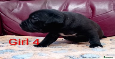 Staffordshire Bull Terrier dogs - Advert 5