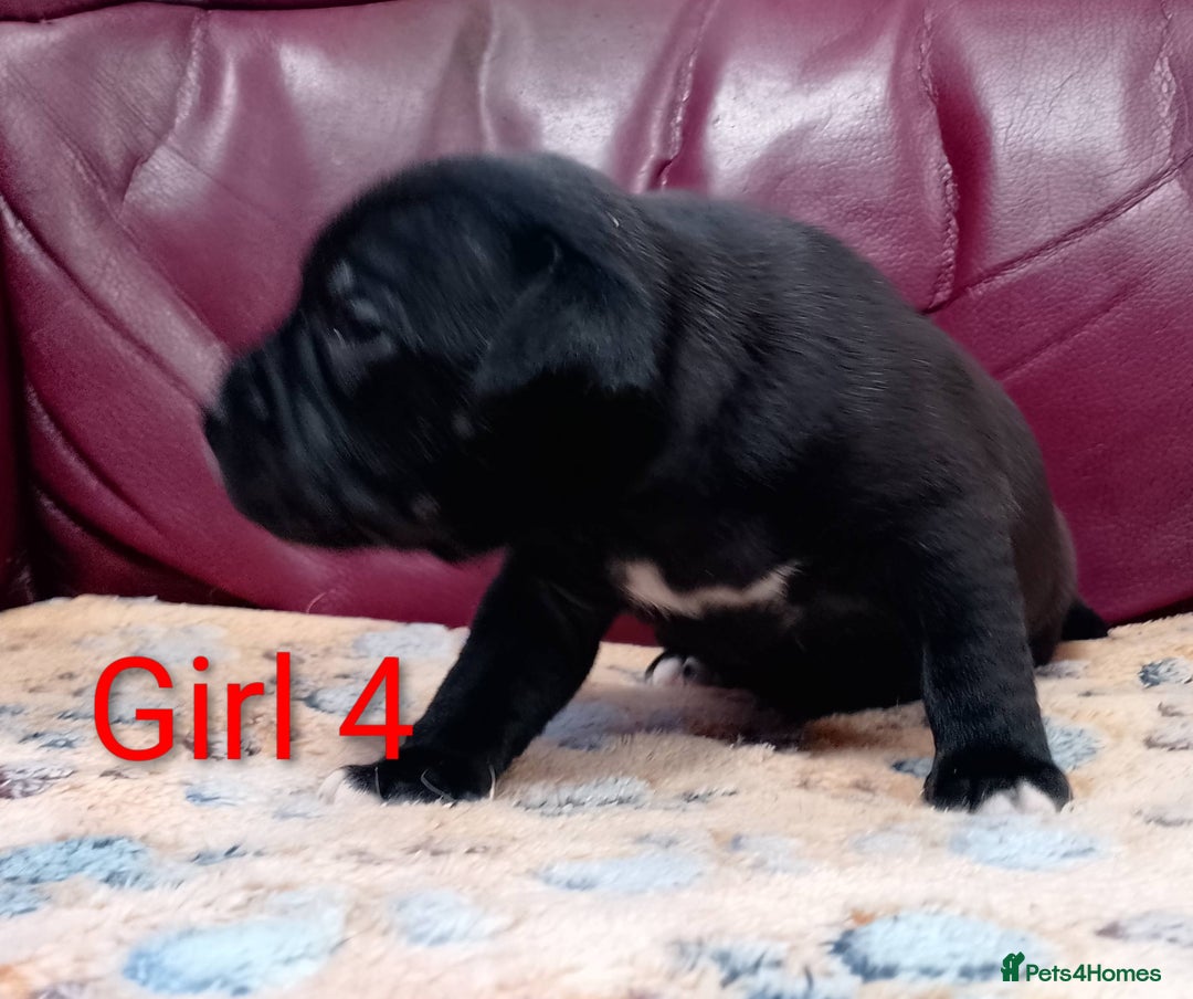 Staffordshire Bull Terrier dogs for sale: KC registered Champions Bloodline Show Quality  - Image 3