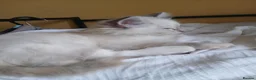Ragdoll cats for sale: Beautiful brother and sister Ragdoll kittens - Advert 39