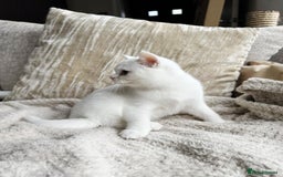 British Shorthair cats for sale: Beautiful BSH boy  - Image 3