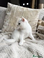 British Shorthair cats - Advert 15
