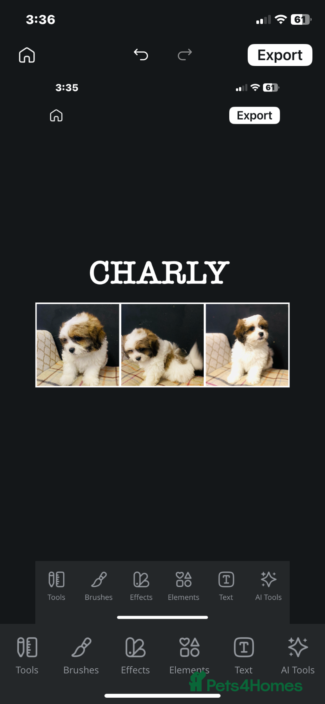 Mixed Breed dogs for sale: BEAUTIFUL HEALTH TESTED MALSHIPOO PUPPIES - Image 2