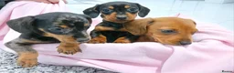 Miniature Dachshund dogs for sale: Miniature dachshund puppy's  - Advert 7