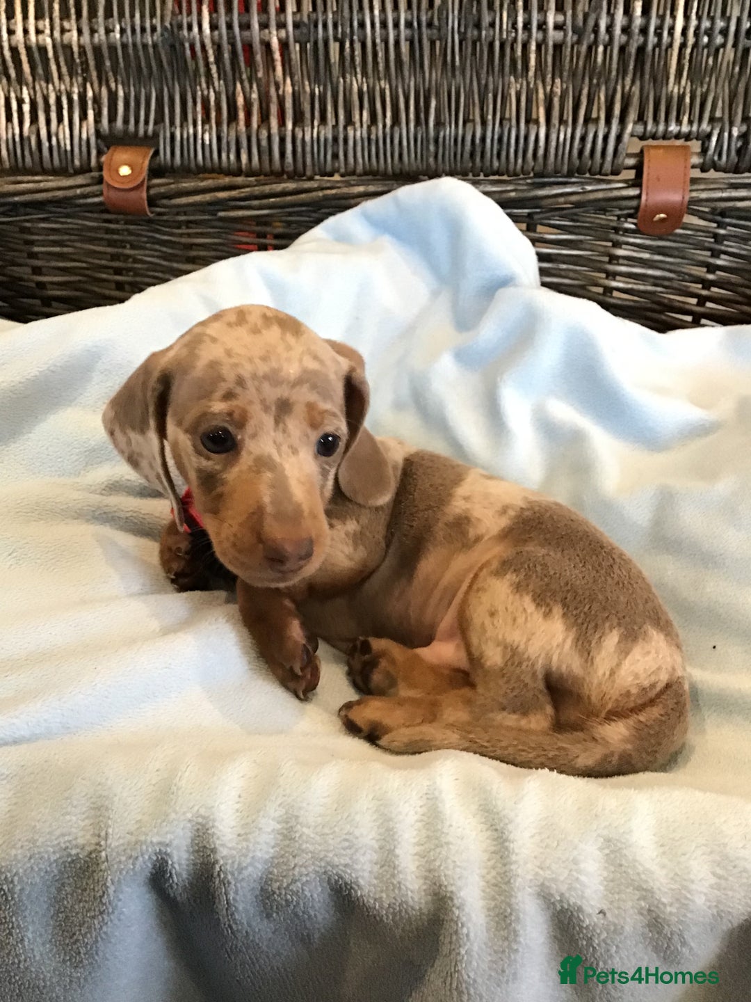 Miniature Dachshund dogs for sale: KC Miniature Dachshund 1 Choc & Isabella Dapple!!! - Advert 20
