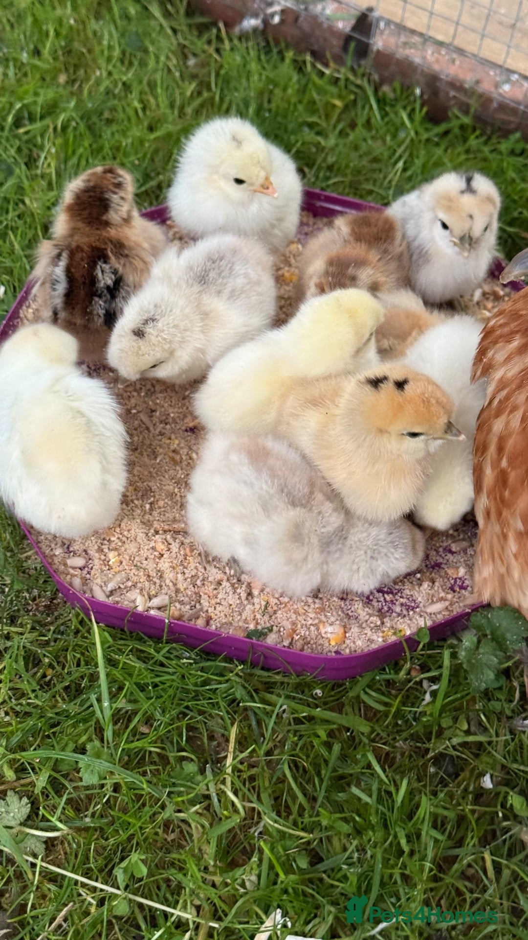 Chickens poultry 11 GORGEOUS 2 DAY OLD SILKIE CHICKS AVAILABLE  - Advert 1