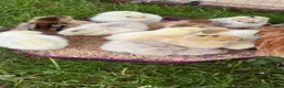 Chickens poultry for sale: 11 GORGEOUS 2 DAY OLD SILKIE CHICKS AVAILABLE  - Advert 1