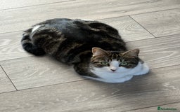 British Shorthair cats for sale: Beautiful friendly family pet in Wolverhampton - Image 1