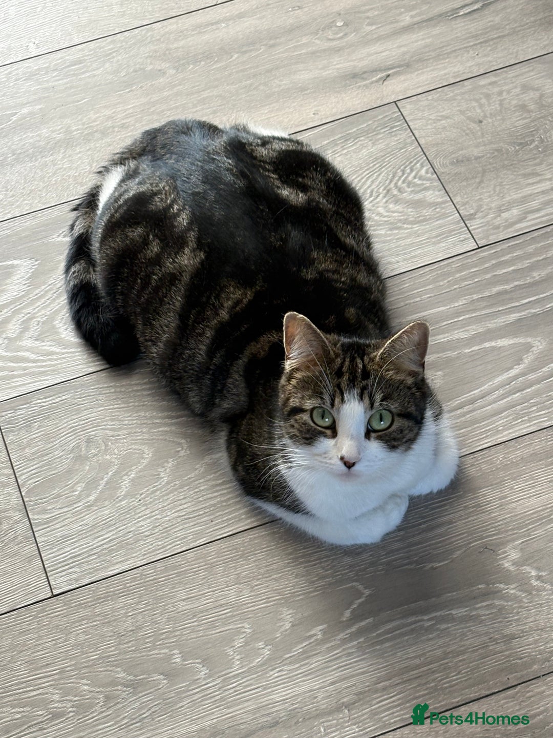 British Shorthair cats for sale: Beautiful friendly family pet in Wolverhampton - Image 1