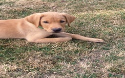 Labrador Retriever dogs for sale: REDUCED! FTCH sired KC fully health tested - Image 7
