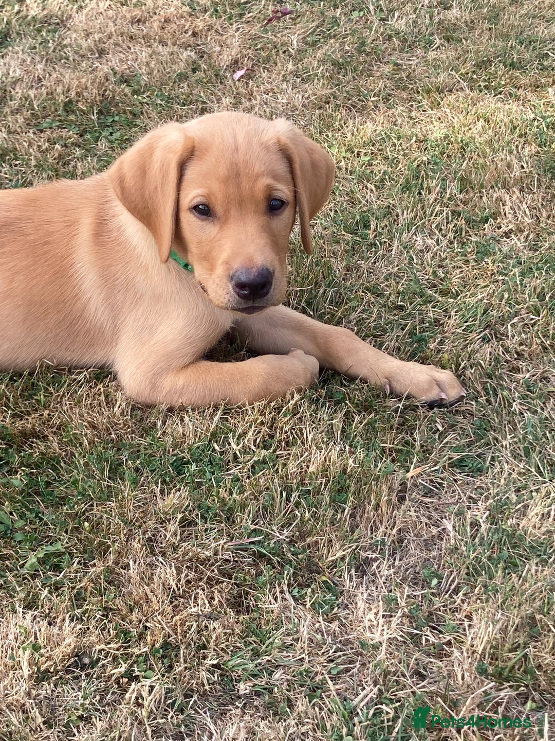 Labrador Retriever dogs for sale: REDUCED! FTCH sired KC fully health tested - Image 7