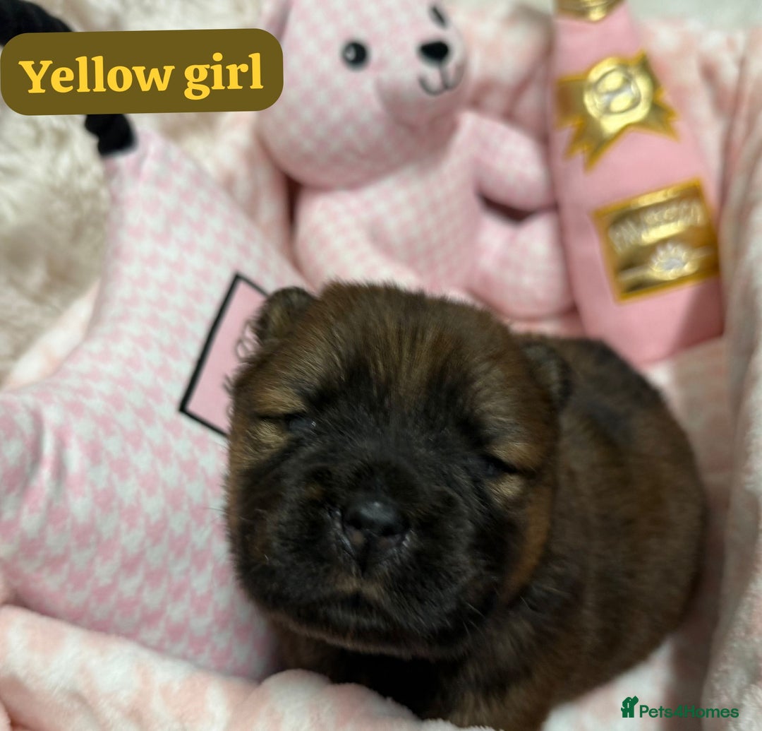 Chow Chow dogs for sale: 🏆 ** Just one Teddy Bear remaining  ** 🏆 - Advert 18