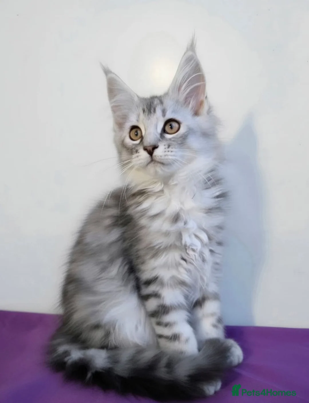 Maine Coon cats for sale: Beautiful GCCF mixed silver kittens - Advert 2