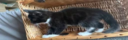 Mixed Breed cats for sale: Maine Coon Mixed Kittens Tabby & Tuxedo Richmond - Advert 38