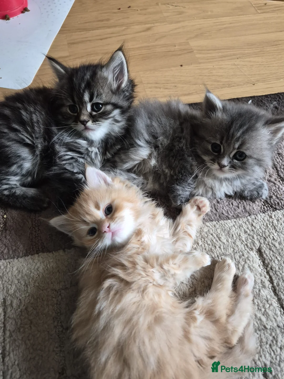 Siberian cats for sale: 5 beautiful Siberian kittens - Advert 5