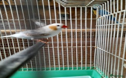 Finches birds for sale: Male zebra finches ready to go  - Image 2