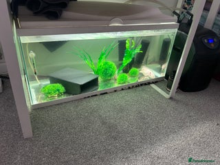 Axolotl reptiles - Advert 1