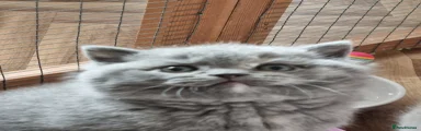 British Shorthair Kitten 3