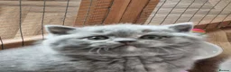 British Shorthair cats for sale: Blue/cream girl and cream boy in Newport - Advert 11