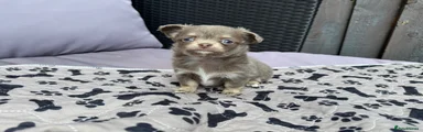 Chihuahua 4