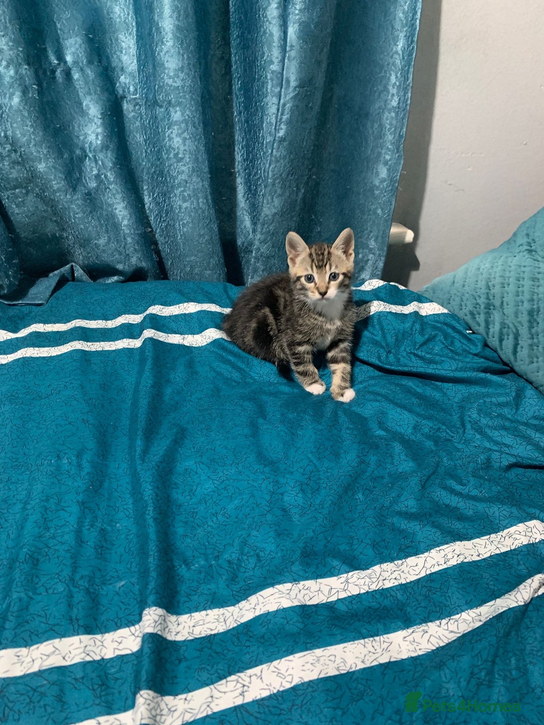 British Shorthair cats for sale: Tabby kitten  - Advert 2