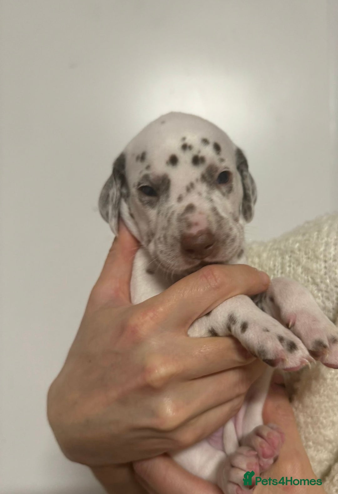 Dalmatian dogs for sale: Liver spotted Dalmatians  - Advert 6