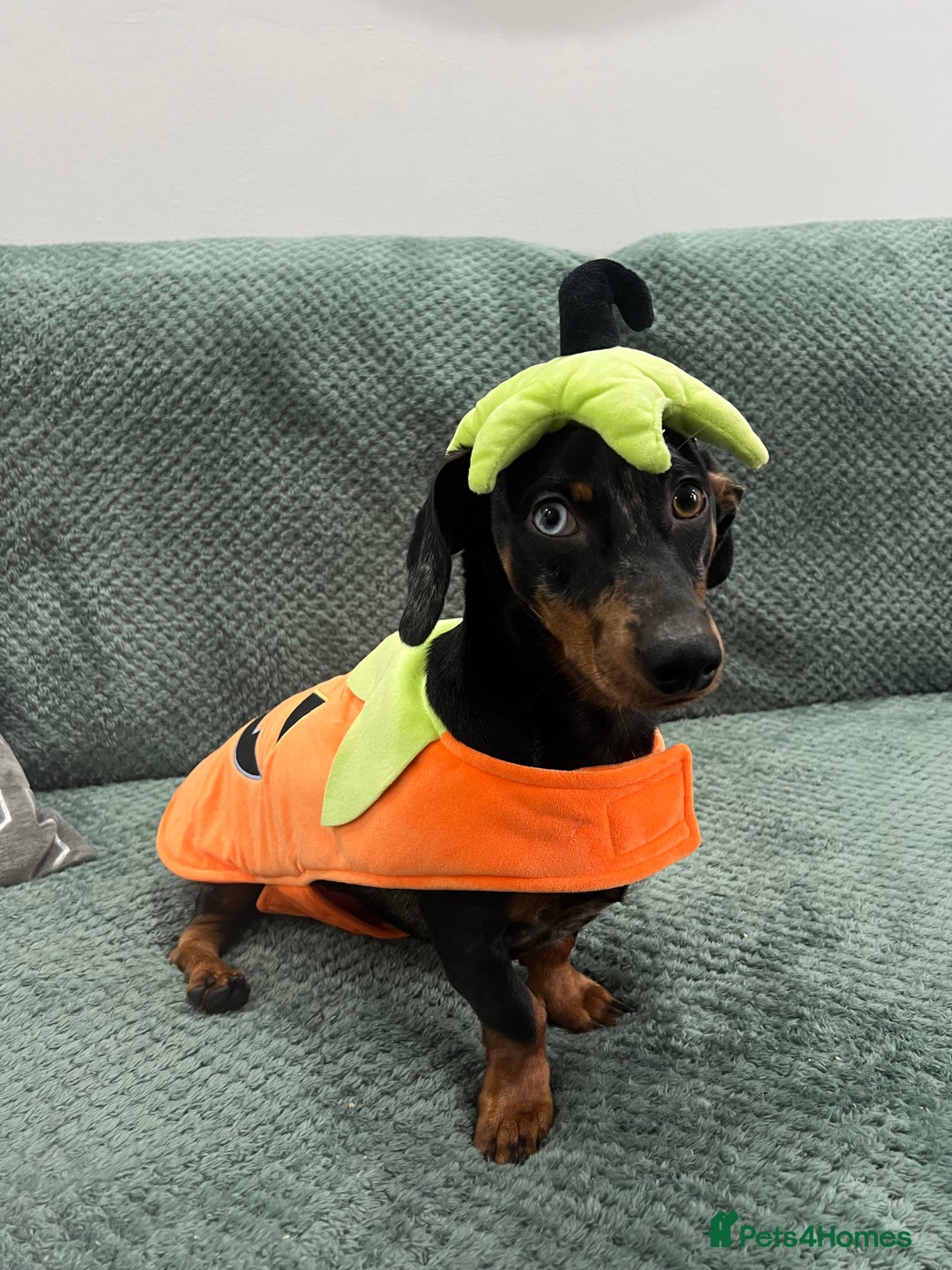 Dachshund dogs for sale: Male dapple dachshund  - Advert 2