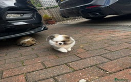 Pomeranian dogs for sale: 1 BOY 1 GIRL POMERANIAN PUPPIES AVAILABLE  - Image 19