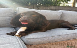 Cocker Spaniel dogs for sale: Cocker spaniel  - Advert 5