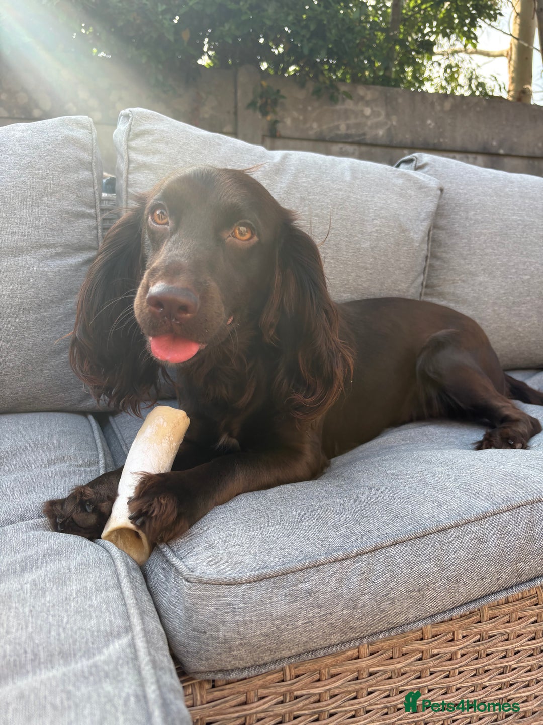 Cocker Spaniel dogs for sale: Cocker spaniel  - Advert 5