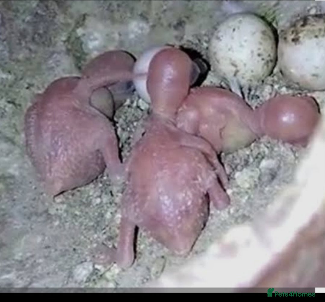 Lovebirds birds for sale: Hand feeding baby Love bird  - Advert 3