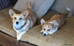 Welsh Corgi Pembroke dogs for sale: Top Pembrokeshire corgis fab Health & temprement  - Image 3